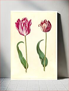 Πίνακας, Tulipa gesneriana (garden tulip) by Maria Sibylla Merian