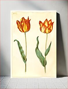 Πίνακας, Tulipa gesneriana (garden tulip) by Maria Sibylla Merian