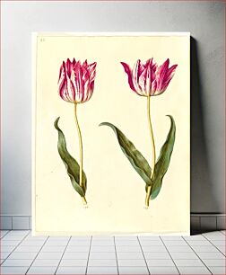 Πίνακας, Tulipa gesneriana (garden tulip) by Maria Sibylla Merian