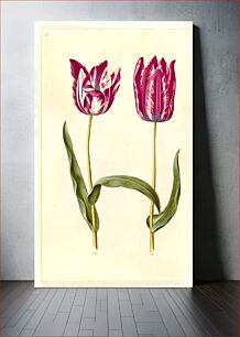 Πίνακας, Tulipa gesneriana (garden tulip) by Maria Sibylla Merian
