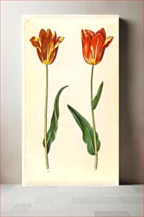 Πίνακας, Tulipa gesneriana (garden tulip) by Maria Sibylla Merian