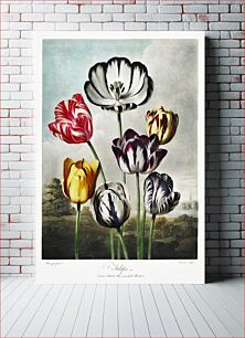 Πίνακας, Tulips from The Temple of Flora (1807) by Robert John Thornton