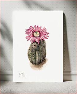 Πίνακας, Turkeyhead Cactus (Echinocerus perbellus) (1930) by Mary Vaux Walcott