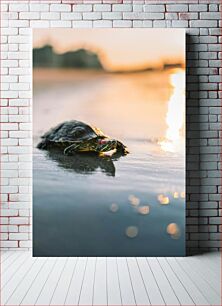 Πίνακας, Turtle at Sunrise Χελώνα στην Ανατολή