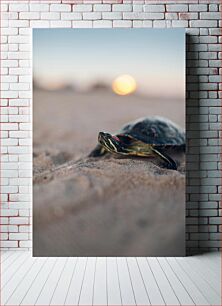 Πίνακας, Turtle at Sunset Χελώνα στο ηλιοβασίλεμα