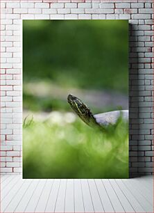 Πίνακας, Turtle in the Grass Χελώνα στο γρασίδι