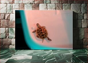 Πίνακας, Turtle in Water Χελώνα στο νερό