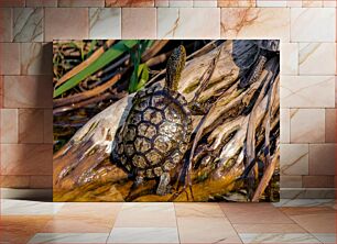 Πίνακας, Turtle on a Log Χελώνα σε κούτσουρο