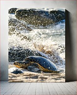 Πίνακας, Turtle on the Beach Χελώνα στην παραλία