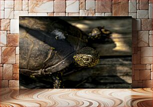 Πίνακας, Turtle on Wooden Surface Χελώνα σε ξύλινη επιφάνεια