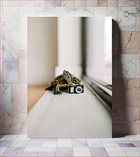 Πίνακας, Turtle with a Camera Χελώνα με κάμερα