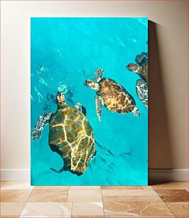 Πίνακας, Turtles in Clear Water Χελώνες σε Καθαρά Νερά