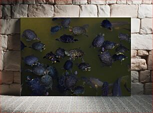 Πίνακας, Turtles in Water Χελώνες στο νερό