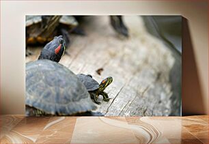 Πίνακας, Turtles on a Log Χελώνες σε ένα κούτσουρο