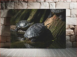 Πίνακας, Turtles on a Log Χελώνες σε ένα κούτσουρο