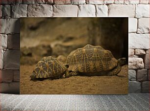Πίνακας, Turtles on the Ground Χελώνες στο έδαφος