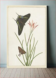 Πίνακας, Twee vlinders bij een lelie (1747–1802) by Paulus Knogh