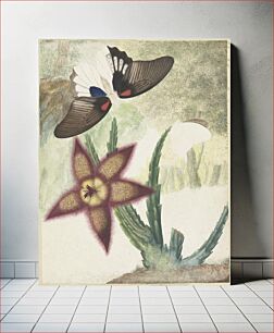 Πίνακας, Twee vlinders en een vijfbladige geel-paarse bloem (1774–1842) by Hermanus de Wit