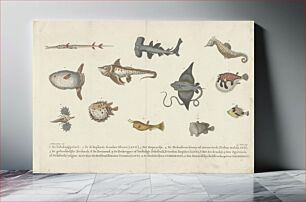 Πίνακας, Twelve different Fish Species (1802 - 1855) by Carl Cristiaan Fuchs