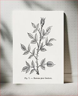 Πίνακας, Twig for rose cutting, vintage thorned branch illustration by François-Frédéric Grobon