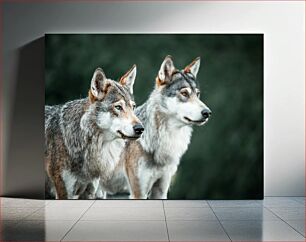 Πίνακας, Twin Wolves in the Wild Twin Wolves in the Wild