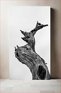 Πίνακας, Twisted Tree in Black and White Στριφτό δέντρο σε ασπρόμαυρο