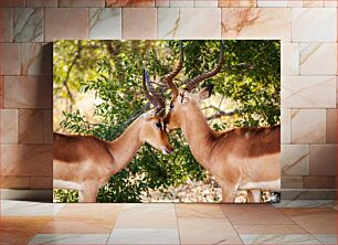 Πίνακας, Two Antelopes in Nature Δύο αντιλόπες στη φύση