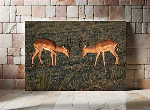 Πίνακας, Two Antelopes in the Wild Δύο αντιλόπες στην άγρια ​​φύση