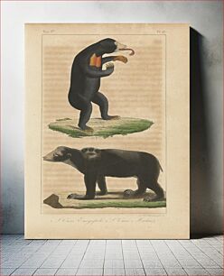 Πίνακας, Two Bears