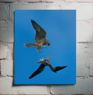 Πίνακας, Two Birds Mid-Air Interaction Αλληλεπίδραση δύο πουλιών στον αέρα