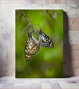 Πίνακας, Two Butterflies on a Branch Δύο πεταλούδες σε ένα κλαδί