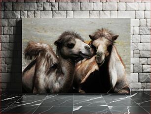 Πίνακας, Two Camels Resting Δύο Καμήλες που ξεκουράζονται