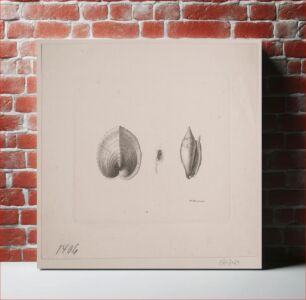 Πίνακας, Two conch shells and a fly by Vilhelm Kyhn