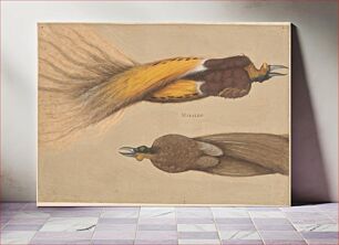 Πίνακας, Two dead birds of paradise, one male and one female by Christoph Amberger