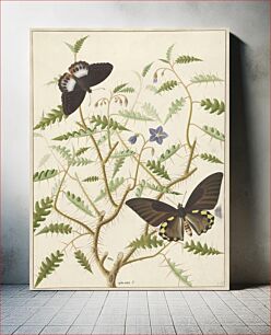 Πίνακας, Two Exotic Butterflies on a Blooming Bush (1774–1842) by Hermanus de Wit