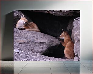 Πίνακας, Two Foxes at Rest in a Rocky Den Δύο αλεπούδες σε ανάπαυση σε ένα βραχώδες άντρο