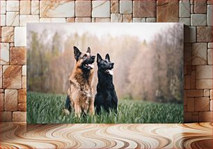 Πίνακας, Two German Shepherds in a Field Δύο γερμανικοί ποιμενικοί σε ένα χωράφι