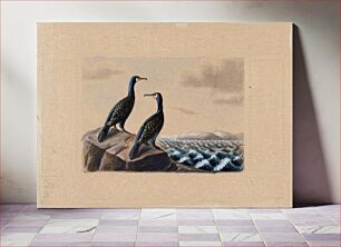 Πίνακας, Two great cormorants, by Ferdinand von Wright