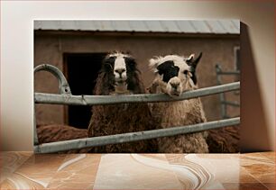 Πίνακας, Two Llamas at the Farm Δύο Λάμα στο Αγρόκτημα