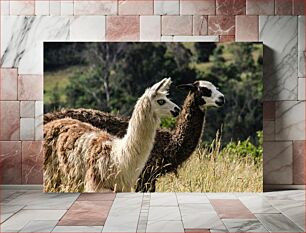 Πίνακας, Two Llamas in Nature Δύο λάμα στη φύση