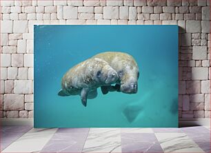 Πίνακας, Two Manatees in the Water Δύο Manatees στο νερό