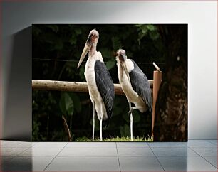 Πίνακας, Two Marabou Storks Δύο Πελαργοί Μαραμπού