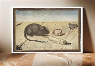 Πίνακας, Two Mice (1594) by Joris Hoefnagel