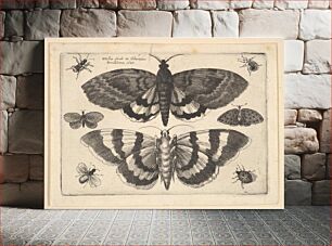 Πίνακας, Two moths and six Insects