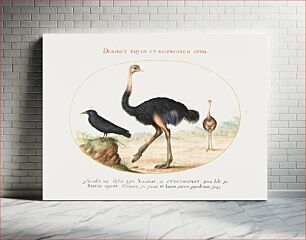 Πίνακας, Two Ostriches and a Starling (1575–1580) by Joris Hoefnagel