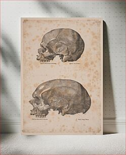 Πίνακας, Two skulls by Andreas Christian Ferdinand Flinch