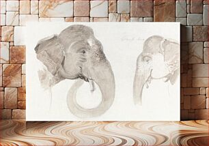 Πίνακας, Two Studies of an Indian Elephant's Head (1840) animal illustration by Thomas Daniell