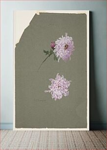 Πίνακας, Two Studies of Violet Chrysanthemums, Sophia L. Crownfield