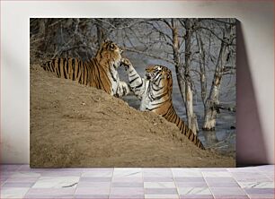 Πίνακας, Two Tigers Interacting Δύο τίγρεις που αλληλεπιδρούν
