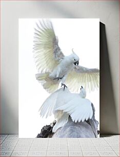 Πίνακας, Two White Birds in Flight Δύο λευκά πουλιά σε πτήση